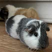 Thumbnail photo of Marsh and Mallow GUINEA PIGS #2