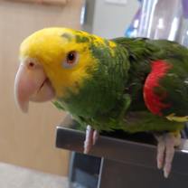 Thumbnail photo of Maverick #1
