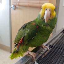 Thumbnail photo of Maverick #2