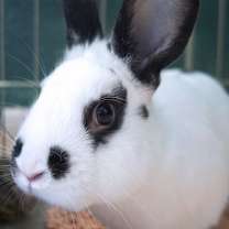 Thumbnail photo of Paschal #1