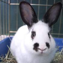 Thumbnail photo of Paschal #2