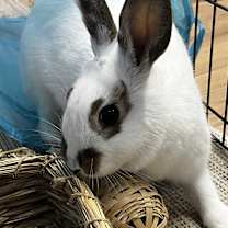 Thumbnail photo of Billie #2