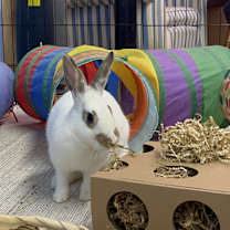 Thumbnail photo of Billie #3