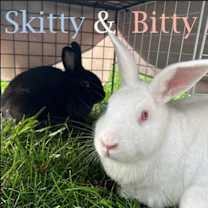 Thumbnail photo of Bitty #1