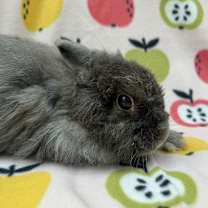 Thumbnail photo of Chris #2