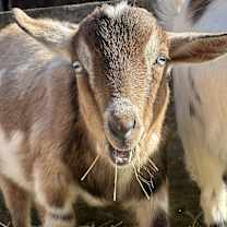 Thumbnail photo of S’more #2