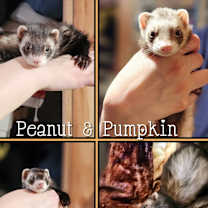Thumbnail photo of Pumpkin #2
