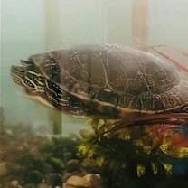 Thumbnail photo of Biggie #1