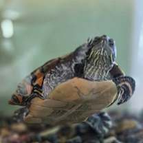 Thumbnail photo of Biggie #2
