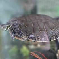 Thumbnail photo of Biggie #4
