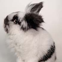 Thumbnail photo of President Boops #3
