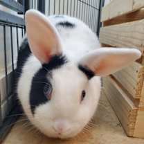 Thumbnail photo of Lily #1