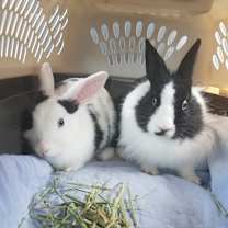 Thumbnail photo of Lily #3