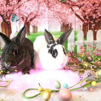 Thumbnail photo of Skittles & Starburst #4