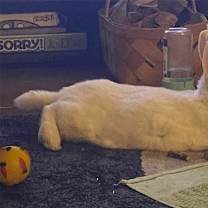 Thumbnail photo of Monty Python (#2) #4