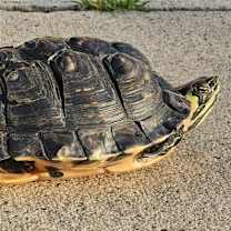 Thumbnail photo of Koopa #1