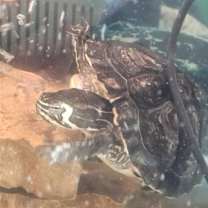 Thumbnail photo of Koopa #2