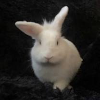 Thumbnail photo of Dexter #4