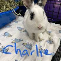 Thumbnail photo of Charlie #1
