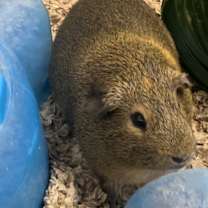 Thumbnail photo of Dale-Bonded to Chip #1