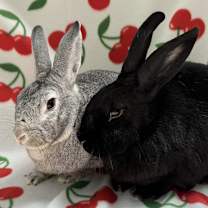 Thumbnail photo of Byrd (Bonded to Wynd) #2