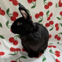 Thumbnail photo of Byrd (Bonded to Wynd) #3