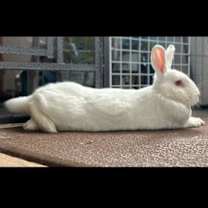 Thumbnail photo of Bitty #2