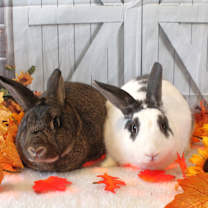 Thumbnail photo of Skittles & Starburst #3