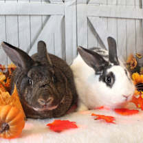Thumbnail photo of Skittles & Starburst #1