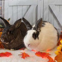 Thumbnail photo of Skittles & Starburst #2