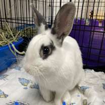 Thumbnail photo of Charlie #2