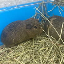 Thumbnail photo of Dale-Bonded to Chip #2