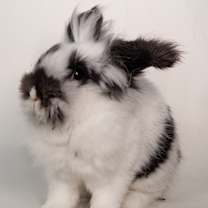 Thumbnail photo of President Boops #4