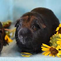 Thumbnail photo of Sparkles #2