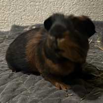 Thumbnail photo of Bigfoot #2