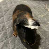 Thumbnail photo of Bigfoot #4