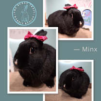 Thumbnail photo of Minx #2