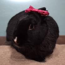 Thumbnail photo of Minx #3