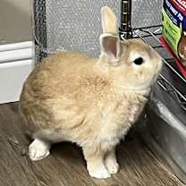 Thumbnail photo of Jasper #1