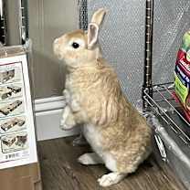 Thumbnail photo of Jasper #2