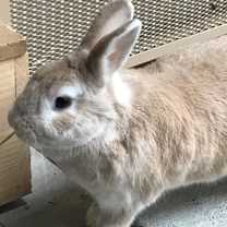 Thumbnail photo of Jasper #4