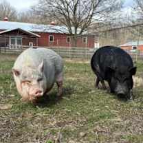 Thumbnail photo of Gracie #3
