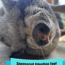 Thumbnail photo of Maggie #1