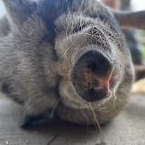 Thumbnail photo of Maggie #2