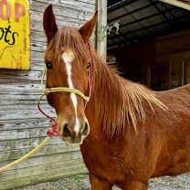 Thumbnail photo of Scarlett #1
