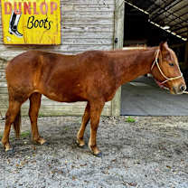 Thumbnail photo of Scarlett #3