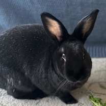 Thumbnail photo of Charlie #1