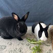 Thumbnail photo of Charlie #2