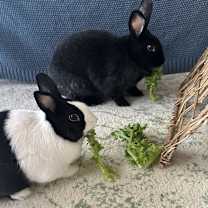 Thumbnail photo of Charlie #3