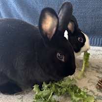 Thumbnail photo of Charlie #4
